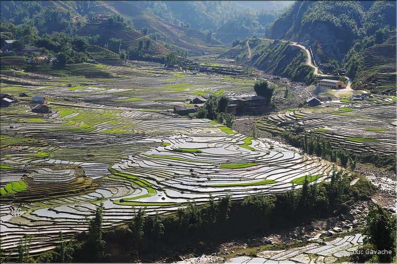 ...  les cultures, principalement de riz, se succèdent. (138)