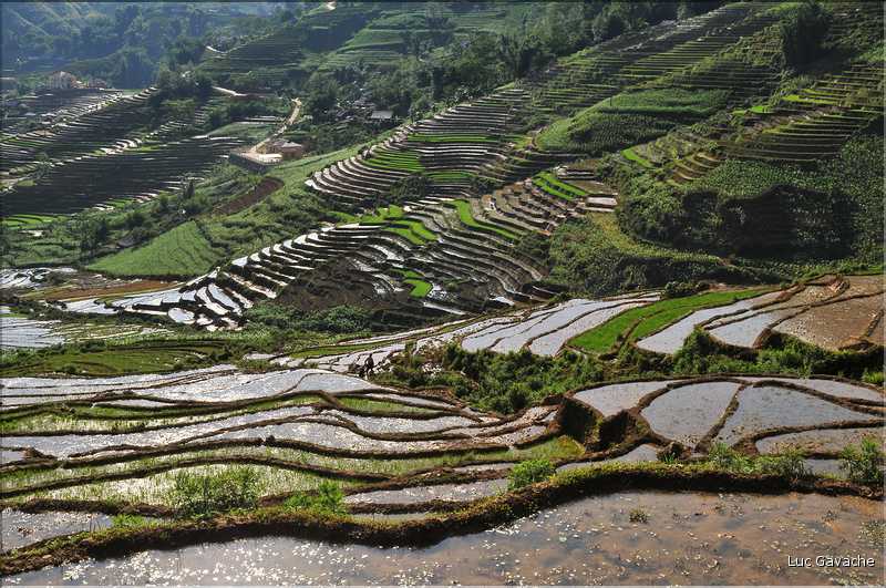 ...  les cultures, principalement de riz, se succèdent. (140)