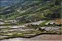 ...  les cultures, principalement de riz, se succèdent. (140)
