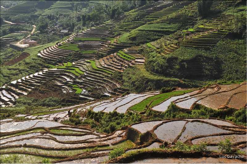 ...  les cultures, principalement de riz, se succèdent. (141)