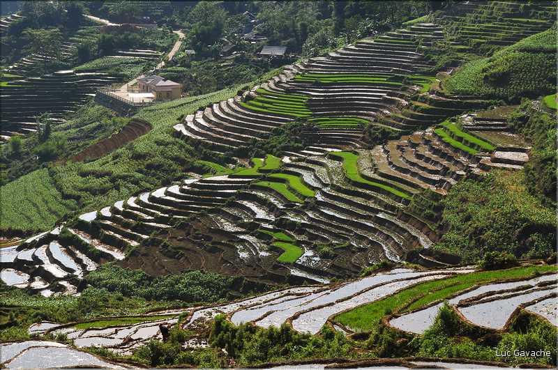 ...  les cultures, principalement de riz, se succèdent. (142)
