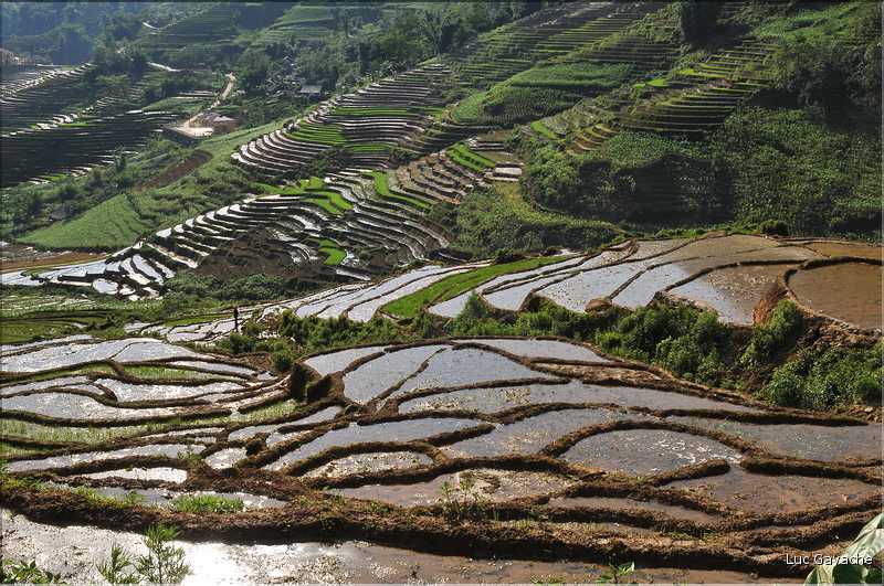 ...  les cultures, principalement de riz, se succèdent. (143)