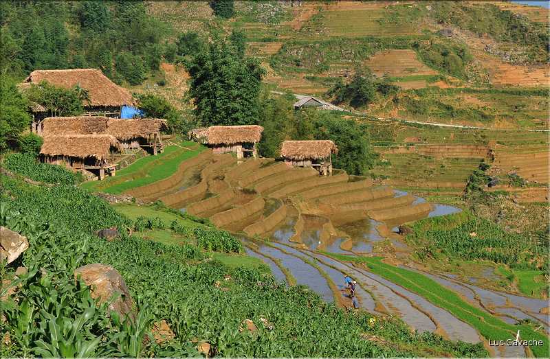 ...  les cultures, principalement de riz, se succèdent. (145)
