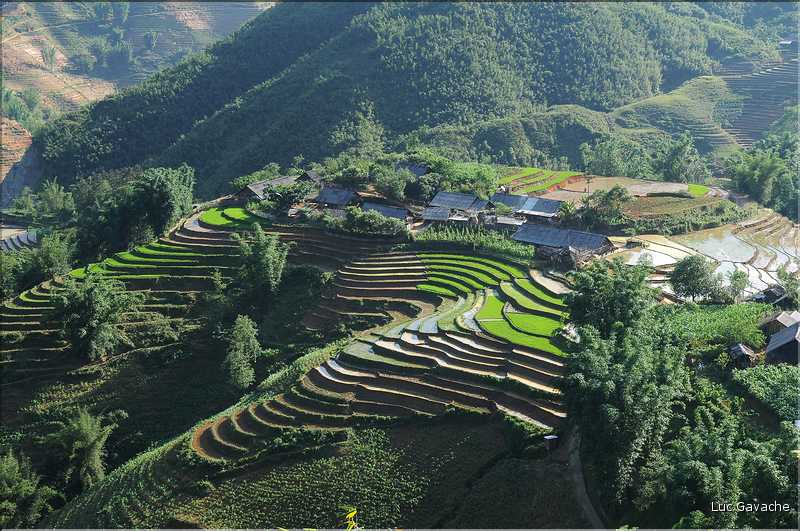 ...  les cultures, principalement de riz, se succèdent. (146)