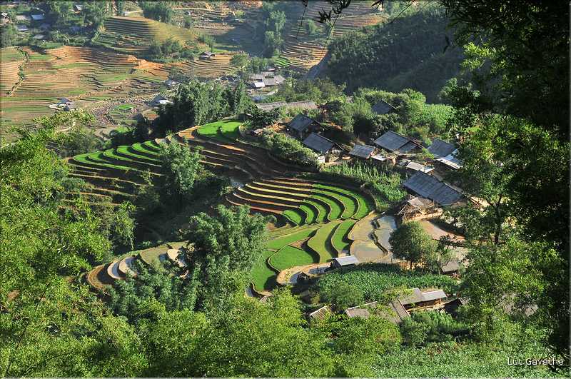 ...  les cultures, principalement de riz, se succèdent. (148)