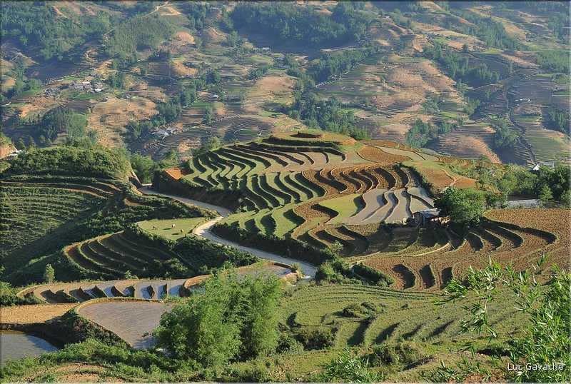 ...  les cultures, principalement de riz, se succèdent. (149)