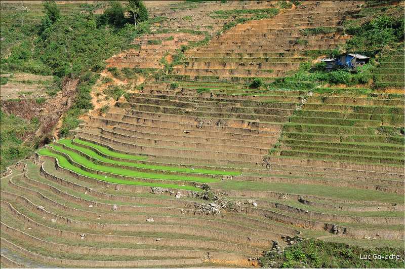 Les environs et le Village de Ta Phin dans la région de Sapa -ethnie des Dzao Rouge-. (2)