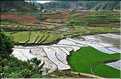 Les environs et le Village de Ta Phin dans la région de Sapa -ethnie des Dzao Rouge-. (7)