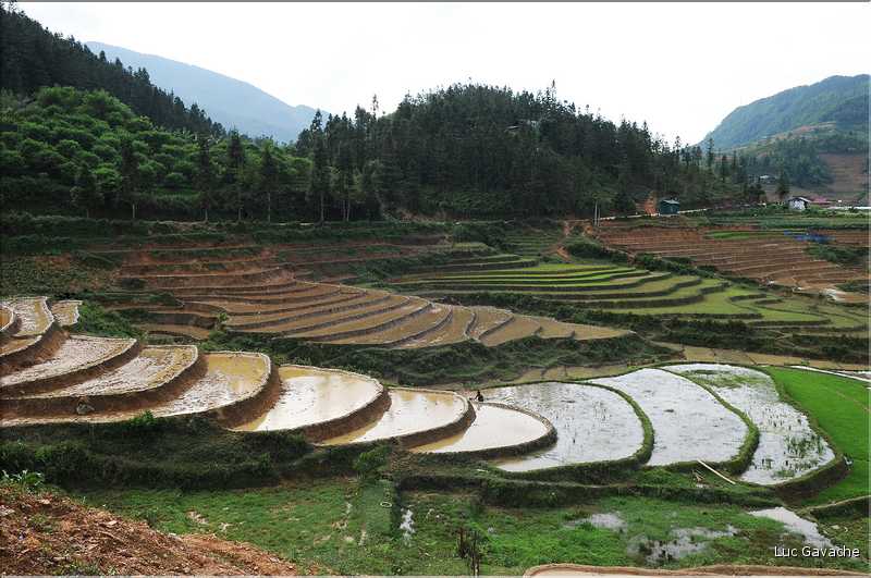 Les environs et le Village de Ta Phin dans la région de Sapa -ethnie des Dzao Rouge-. (12)