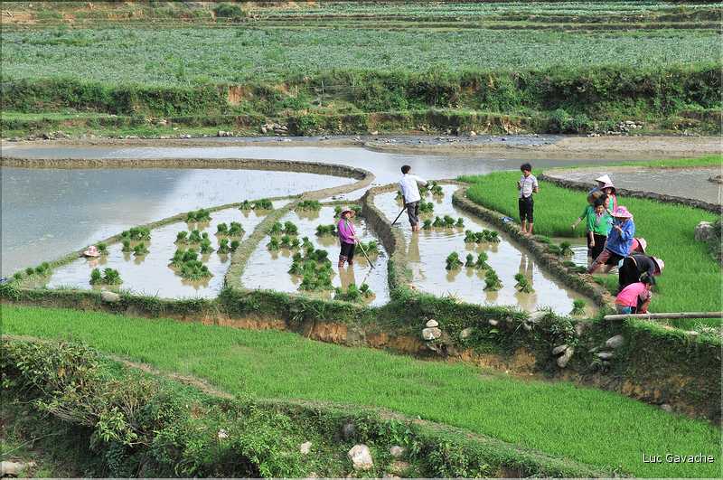 Les environs et le Village de Ta Phin dans la région de Sapa -ethnie des Dzao Rouge-. (16)