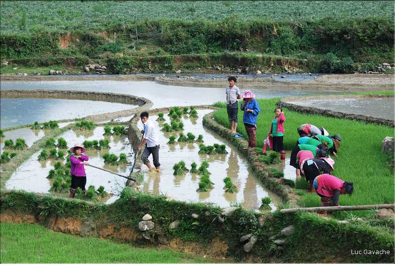 Les environs et le Village de Ta Phin dans la région de Sapa -ethnie des Dzao Rouge-. (19)