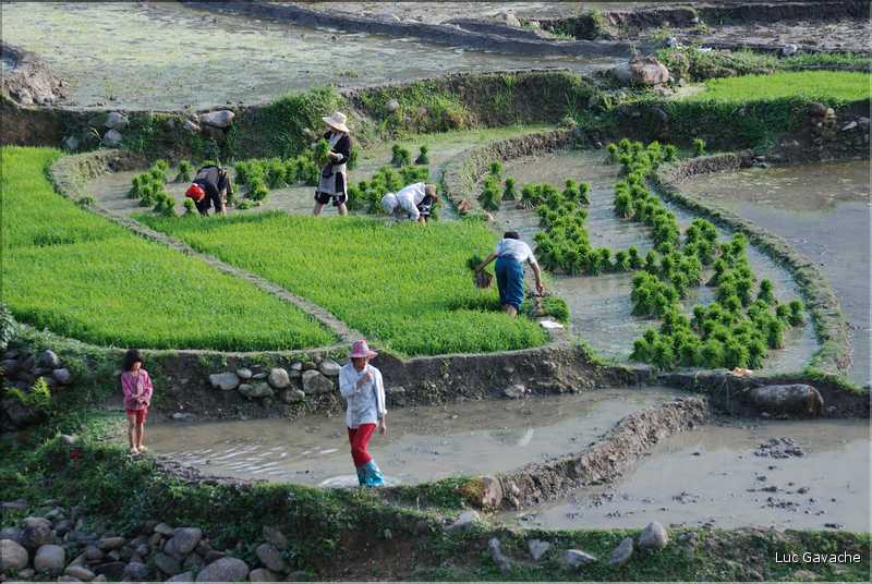 Les environs et le Village de Ta Phin dans la région de Sapa -ethnie des Dzao Rouge-. (43)