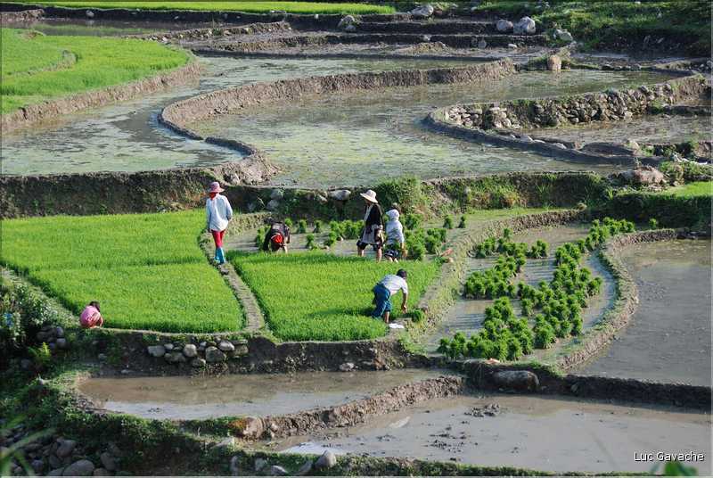 Les environs et le Village de Ta Phin dans la région de Sapa -ethnie des Dzao Rouge-. (44)