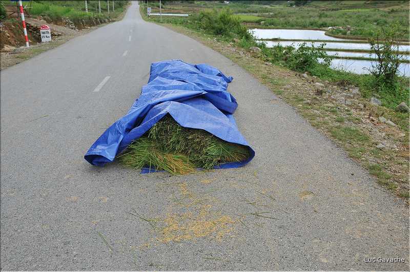 Récolte du riz en zone de plaine. (7)