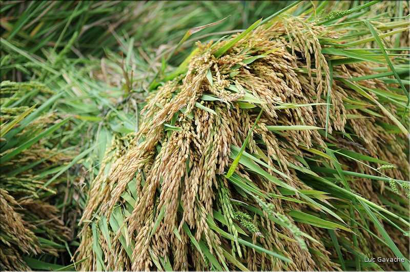 Récolte du riz en zone de plaine. (22)