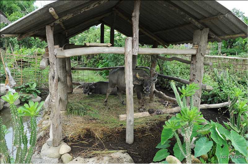 Village de Ban Nà Luông. (13)