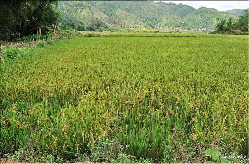 Village de Ban Nà Luông. (17)