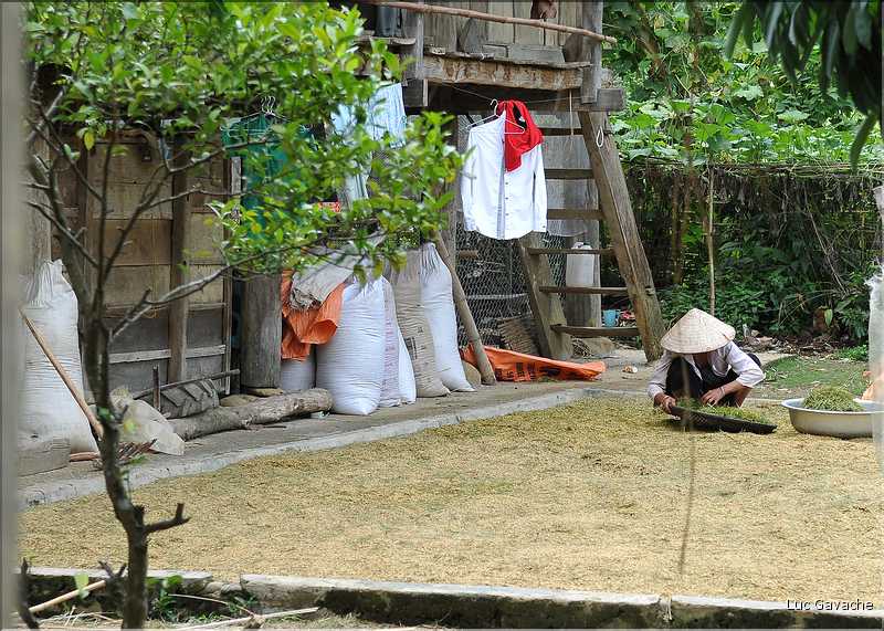 Village de Ban Nà Luông. Séchage du riz. (19)