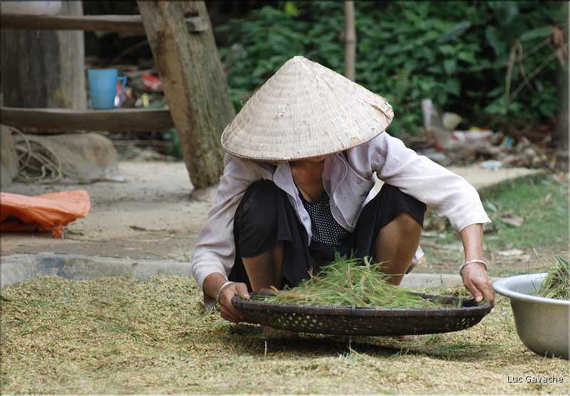 Village de Ban Nà Luông. Séchage du riz. (20)