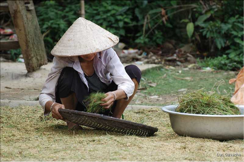 Village de Ban Nà Luông. Séchage du riz. (21)