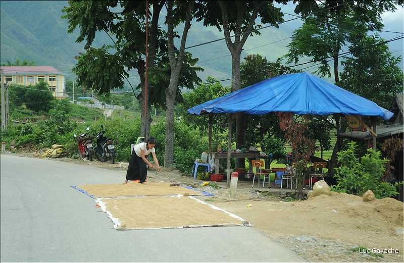 Sêchage du riz sur la route. (1)