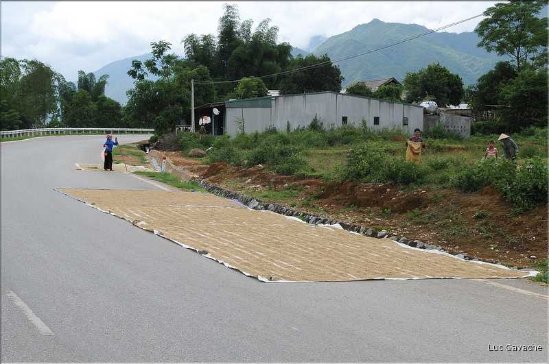 Sêchage du riz sur la route. (2)