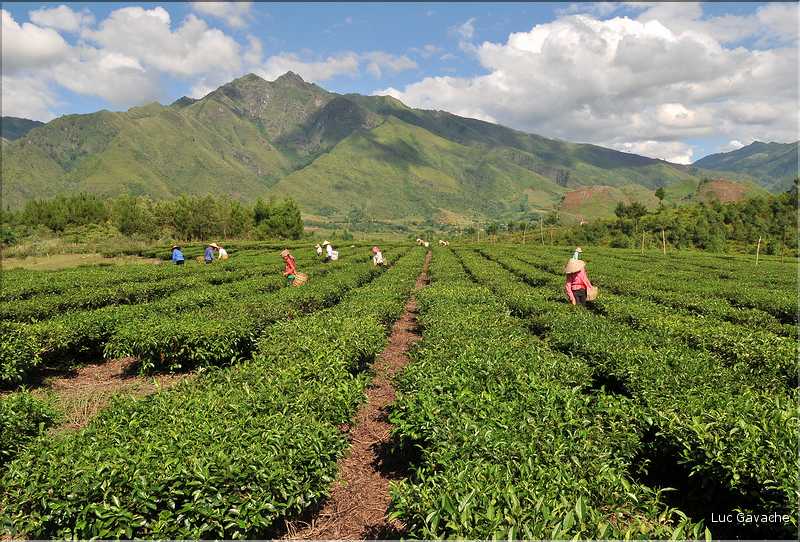 Plantation de Thé. (1)
