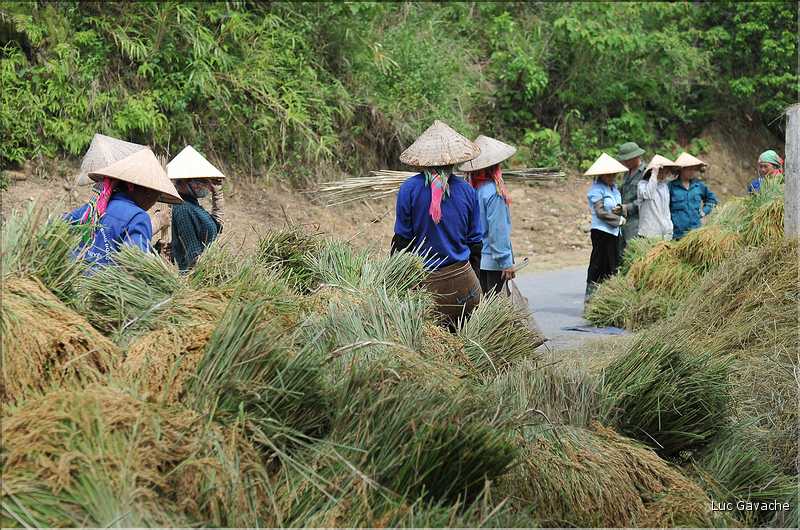 Plantation de Thé. (21)