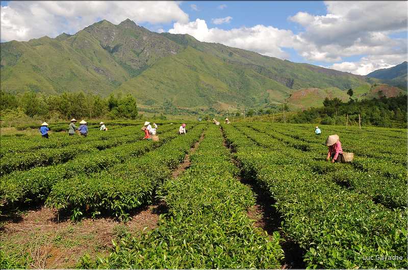 Plantation de Thé. (26)
