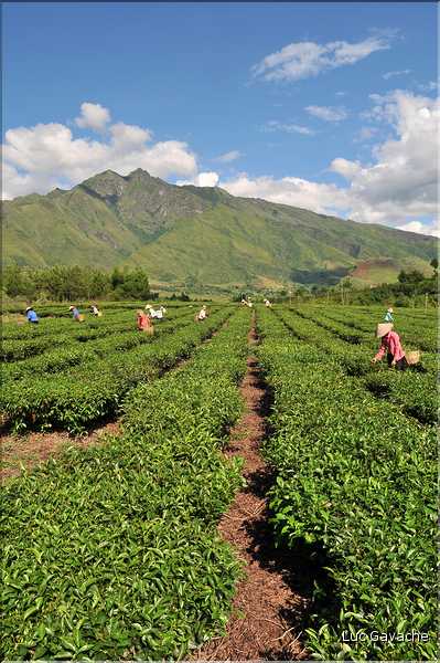 Plantation de Thé. (29)