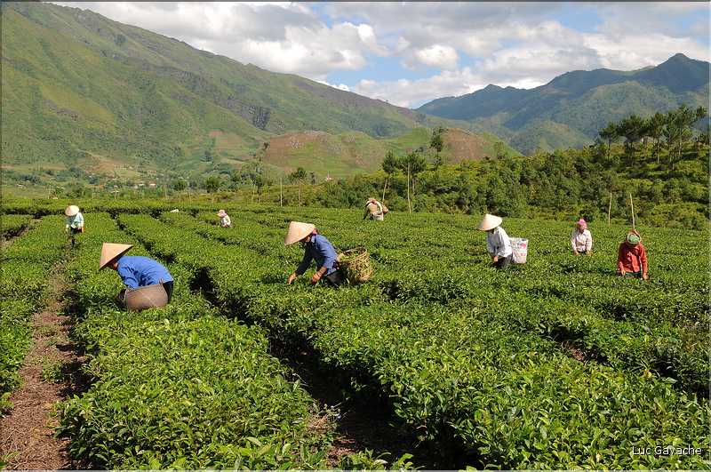 Plantation de Thé. (33)
