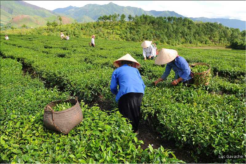 Plantation de Thé. (34)