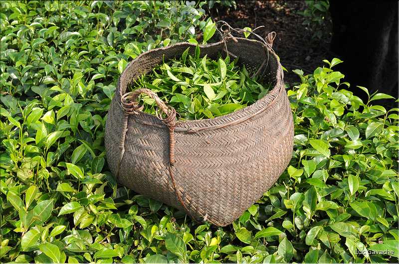 Plantation de Thé. (35)