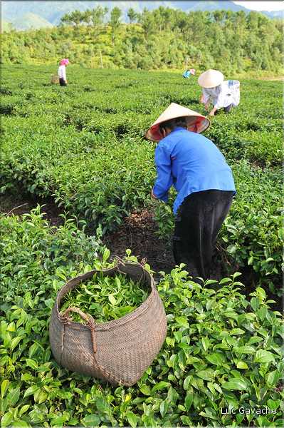 Plantation de Thé. (36)
