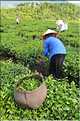Plantation de Thé. (36)