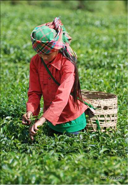 Plantation de Thé. (38)