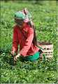 Plantation de Thé. (38)