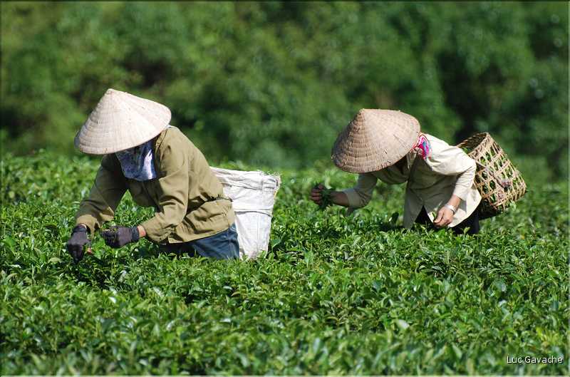 Plantation de Thé. (39)