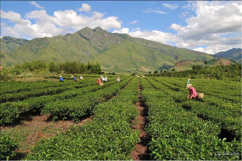 Plantation de Thé. (40)