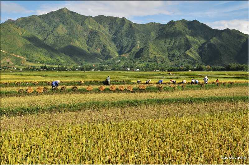 Récolte et séparation du riz. (5)