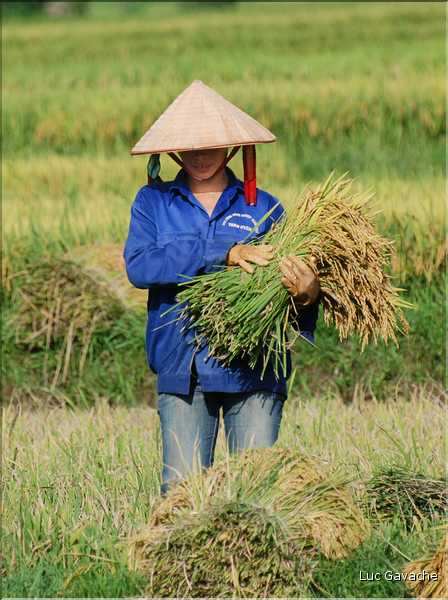 Récolte et séparation du riz. (8)
