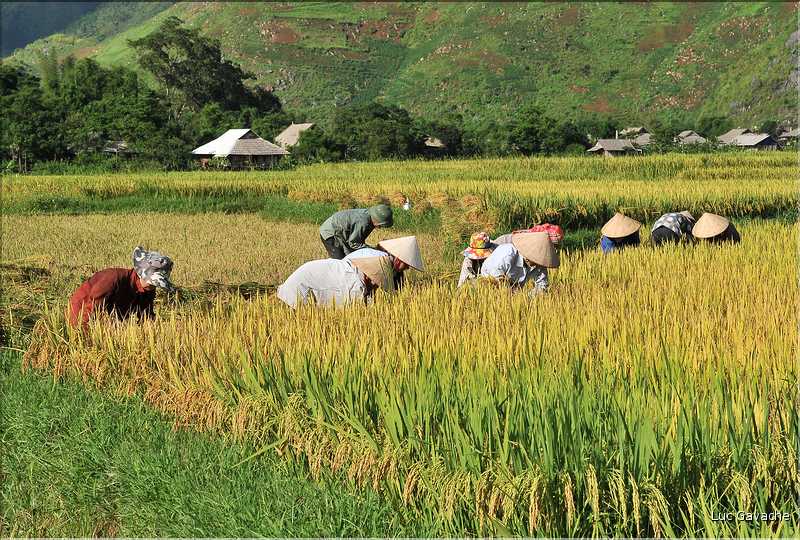 Récolte et séparation du riz. (11)