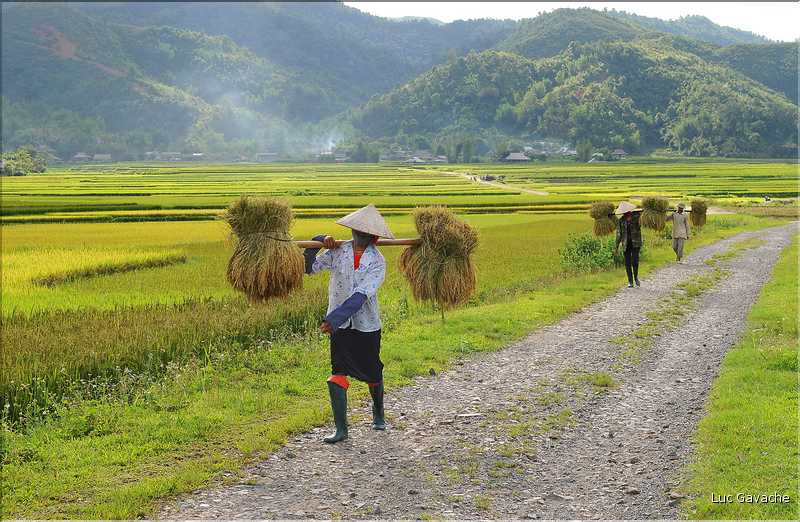Récolte et séparation du riz. (31)