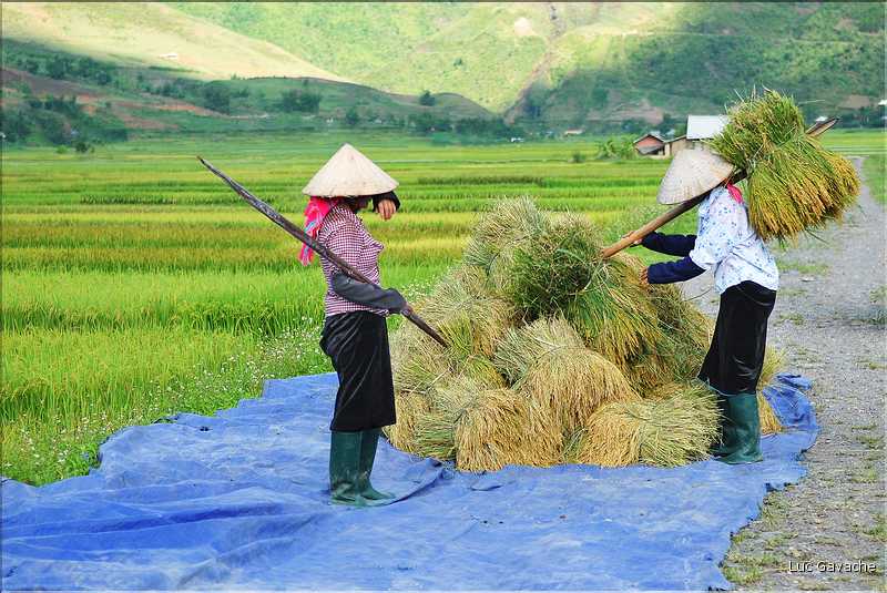Récolte et séparation du riz. (36)