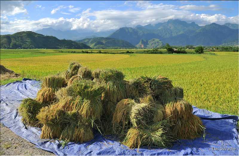 Récolte et séparation du riz. (37)