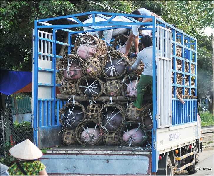Transport des porcs. (1)