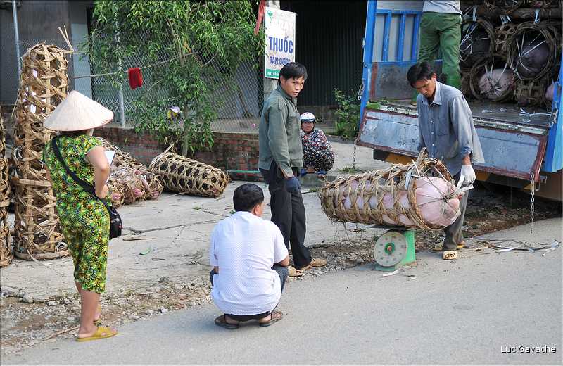 Transport des porcs. (2)