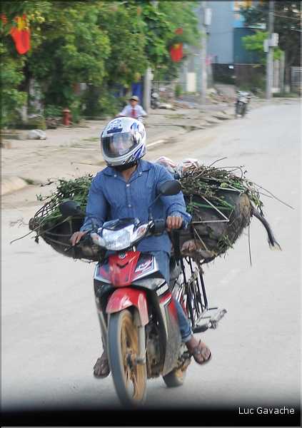 Transport des porcs. (3)
