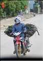 Transport des porcs. (3)