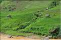 Paysage typique de rizière à l'approche de Mu Cang Chai. (2)